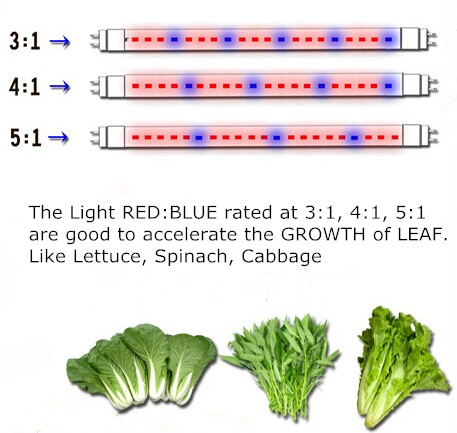 LEDs on lettuce: White light versus red + blue light - Produce Grower