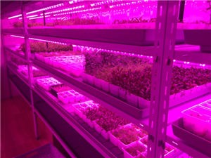 Weed Growth Supplementary Lighting